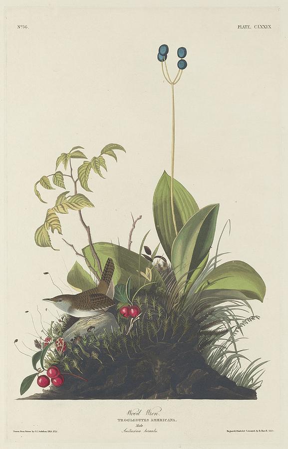 John James Audubon Drawing - Wood Wren by Dreyer Wildlife Print Collections 