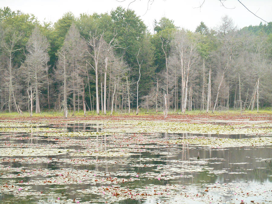 Woodbourne Swamp Photograph by Christine Lathrop