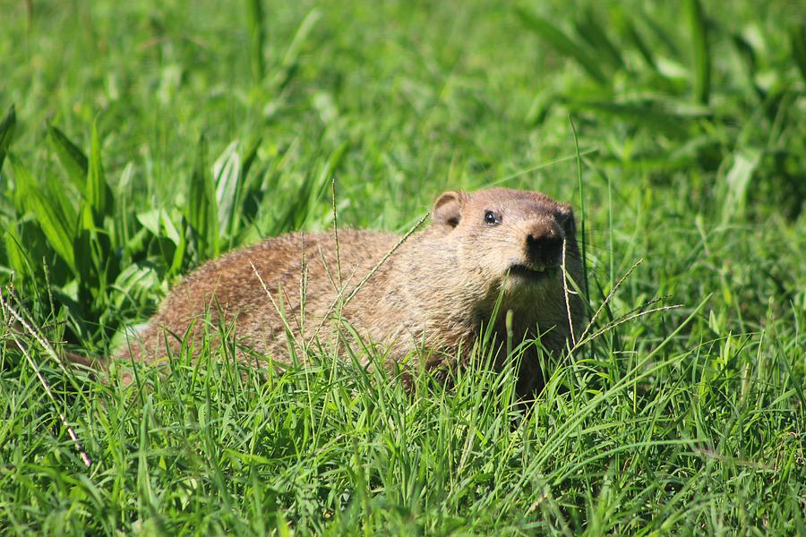 Woodchuck In A Field Photograph By Gordon Cain - Fine Art America