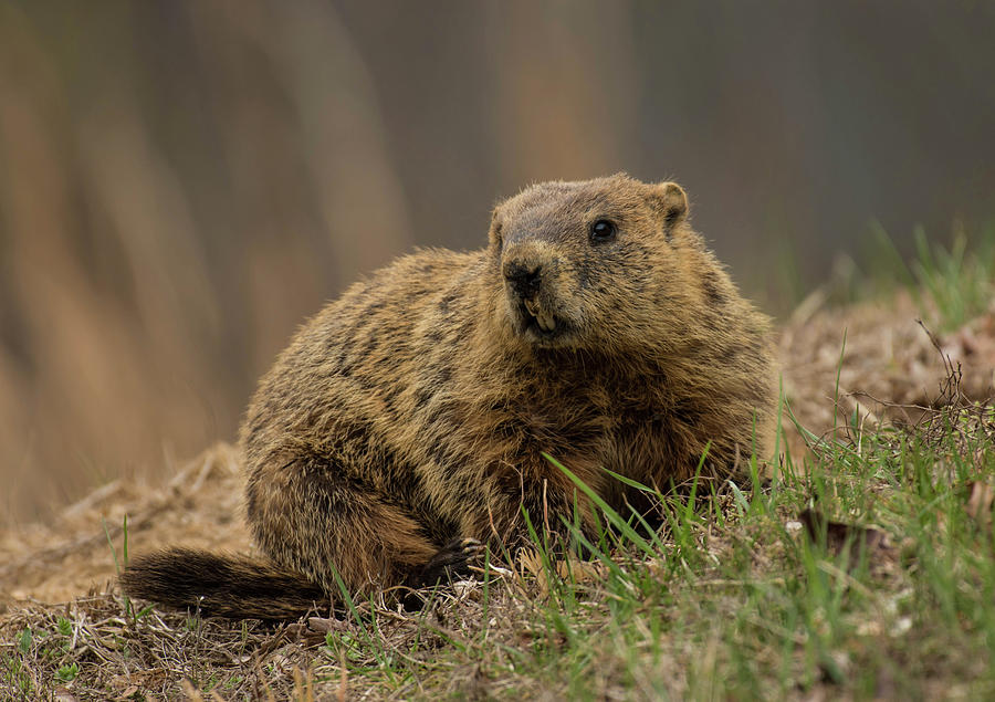 Woodchuck Photograph by Jody Partin - Fine Art America