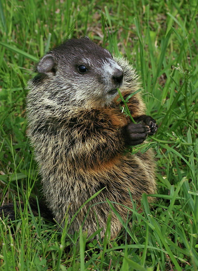 Woodchuck Snack Photograph by Grant Groberg