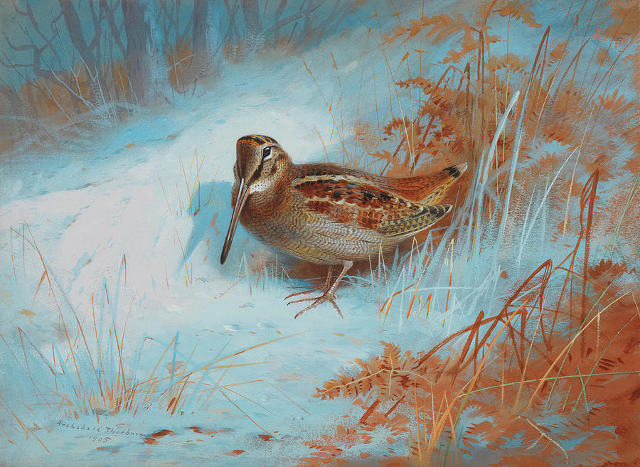 Woodcock Painting - A Woodcock In The Snow by Archibald Thorburn Woodcock Painting - A Woodcock In The Snow by Archibald Thorburn