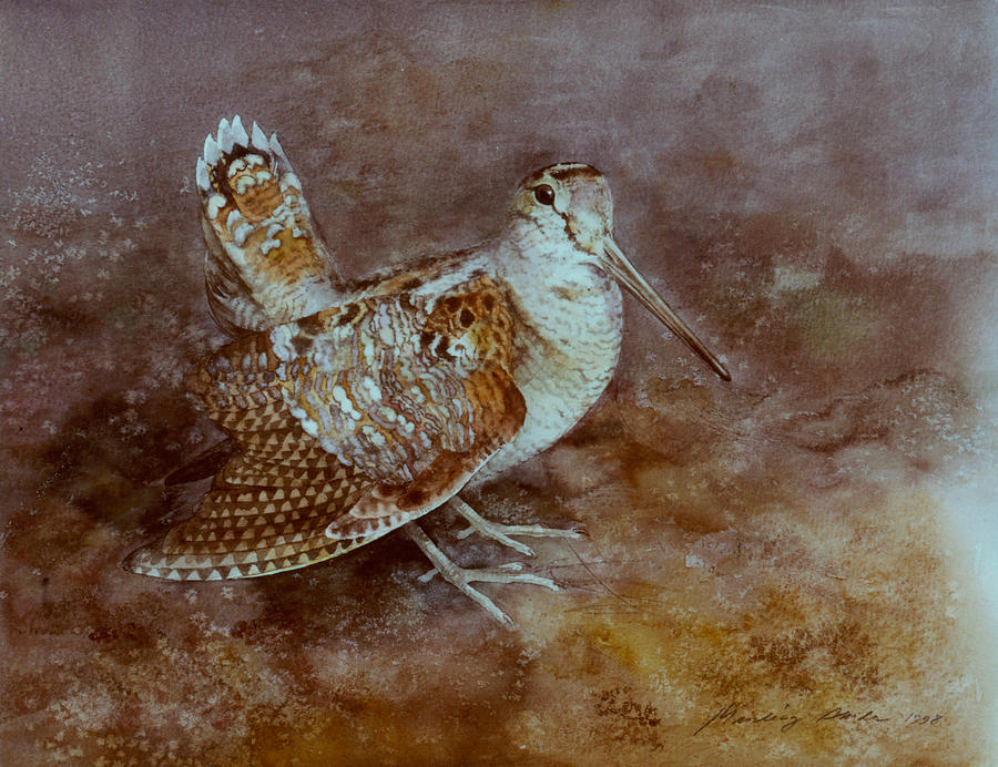 Woodcock Painting - Woodcock by Attila Meszlenyi