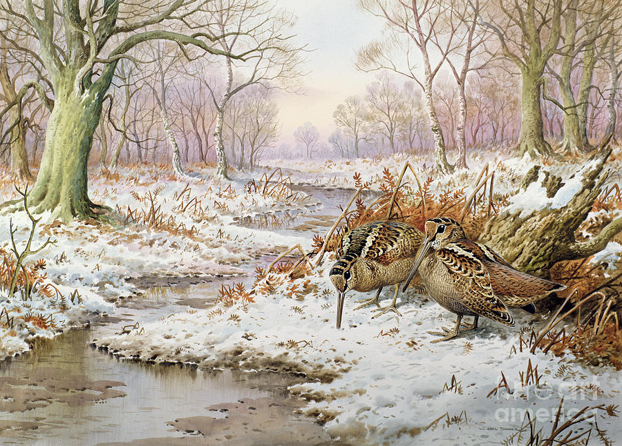 Woodcock Painting by Carl Donner