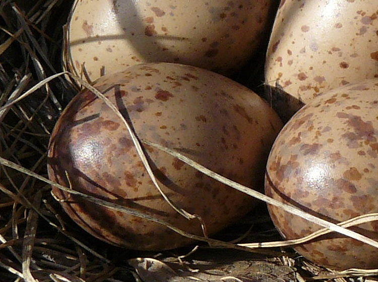 Woodcock Photograph - Woodcock Eggs by Susan Olga Linville