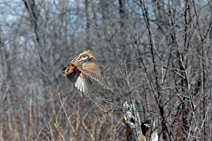 Woodcock flight ascension Photograph by Asbed Iskedjian