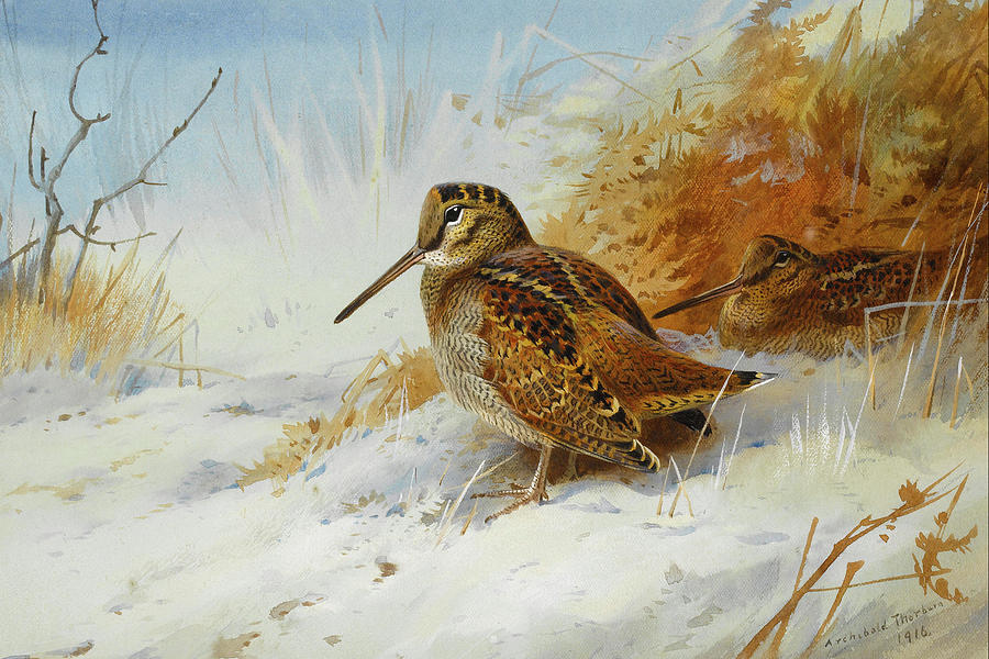 Woodcock In Winter by Thorburn Mixed Media by Movie Poster Prints