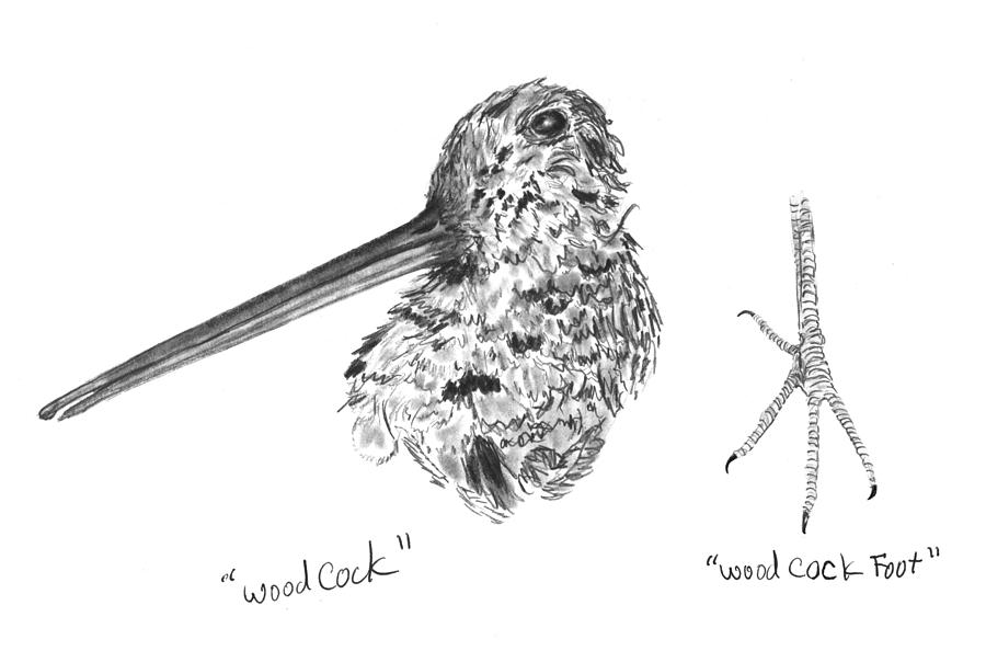 Woodcock With Foot Drawing by Kevin Callahan