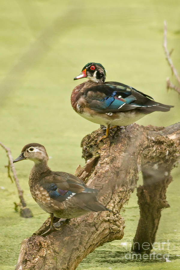 Woodduck Going Into Fall Photograph by Natural Focal Point Photography