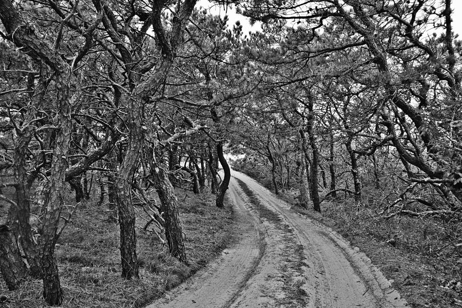 Wooded Dune Path in Black and White Photograph by Marisa Geraghty Photography