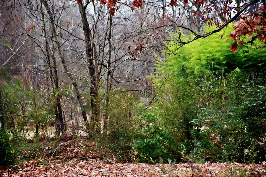 Wooded Photograph by Gina OBrien