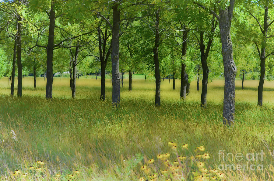 Wooded Meadow Photograph by Deb Halloran