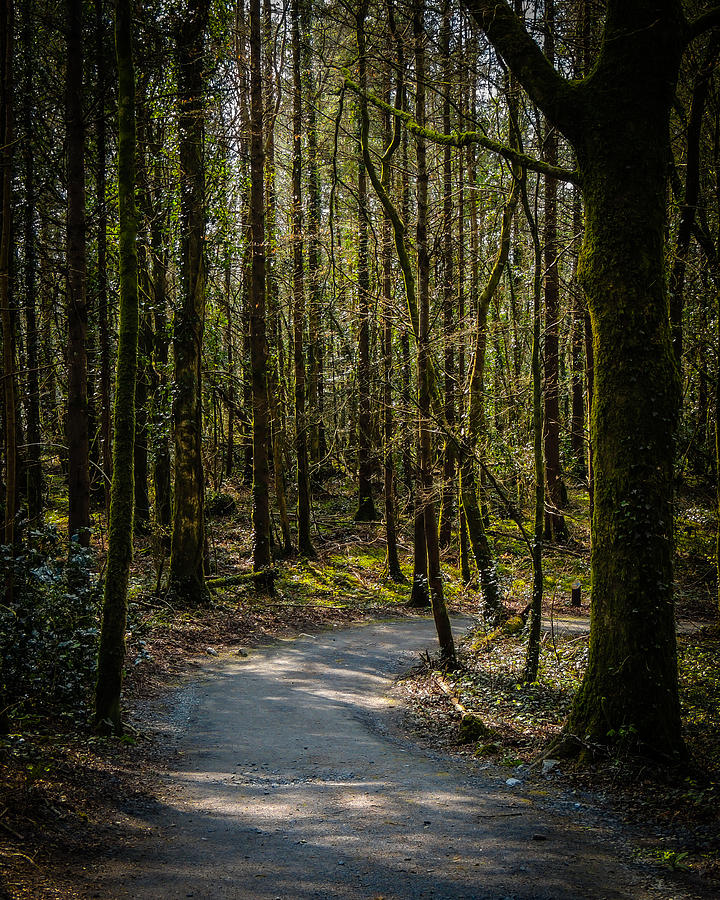 Wooded Path at Coole Park Photograph by James Truett