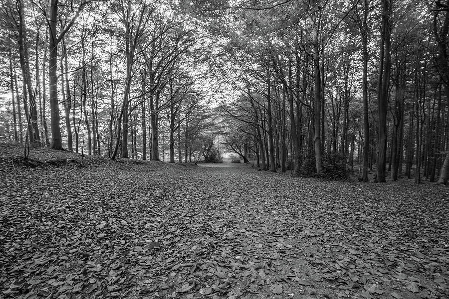 Wooded path Photograph by Ed James