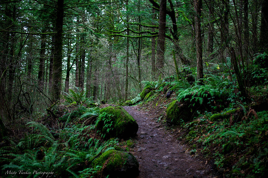 Wooded Path Photograph by Misty Tienken