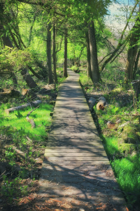 Wooded Path - Spring at Retzer Nature Center Photograph by Jennifer Rondinelli Reilly - Fine Art Photography
