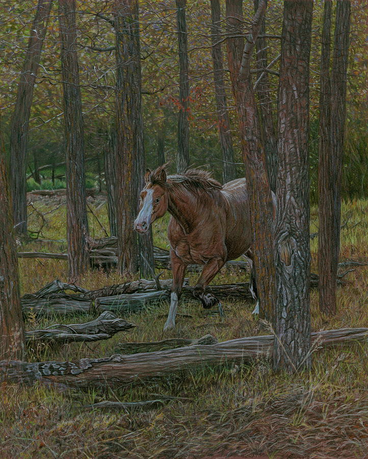 Horse Drawing - Wooded Run by Laura Klassen