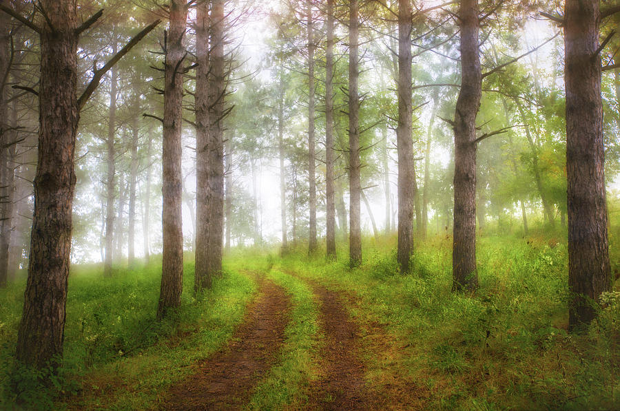 Wooded Trail  Photograph by Jennifer Rondinelli Reilly - Fine Art Photography