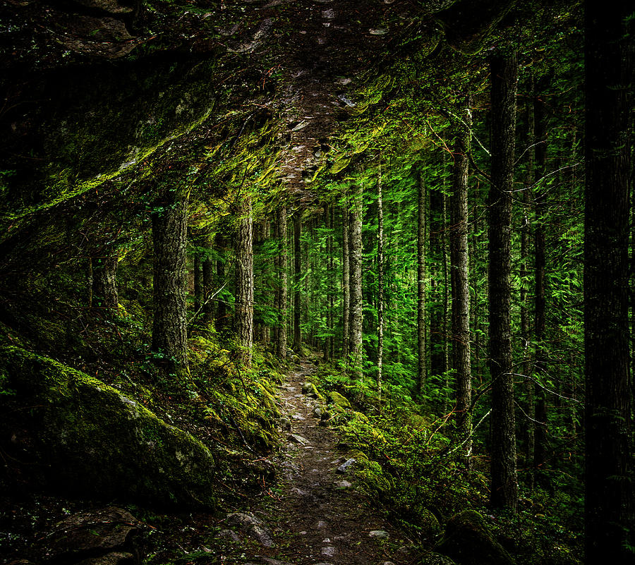 Wooded Trail Reflection Digital Art by Pelo Blanco Photo