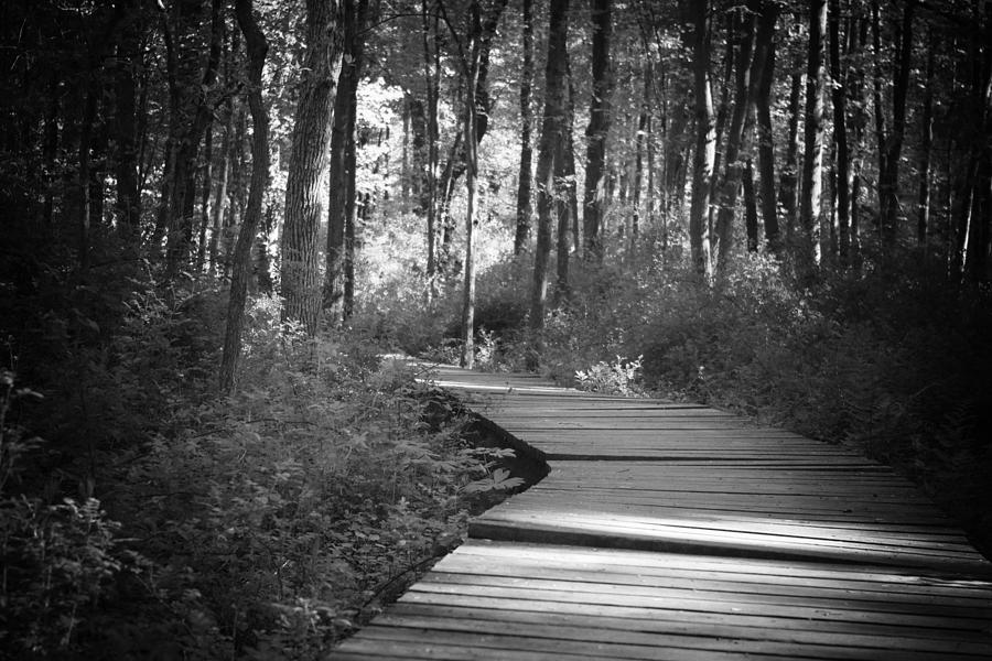 Wooded Walk Photograph by Scott Wyatt