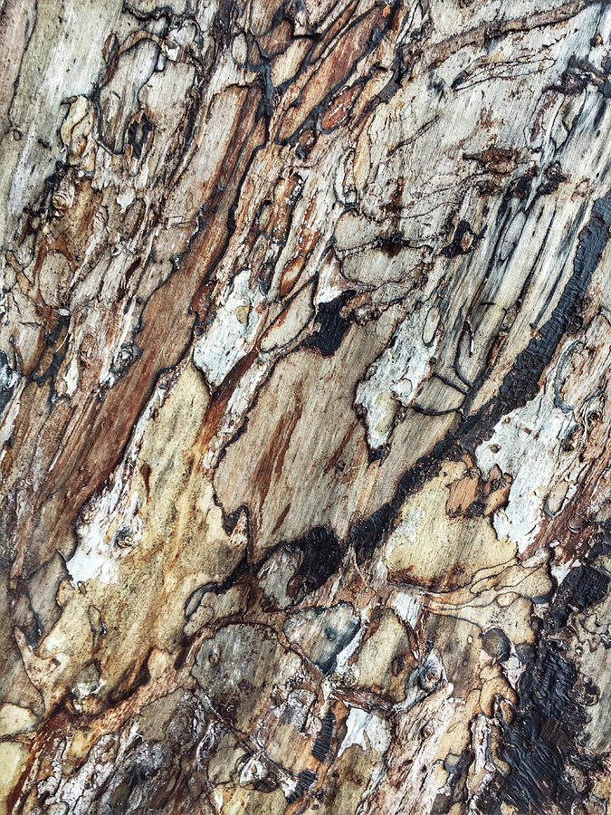 Wooden bark background Photograph by Tom Gowanlock