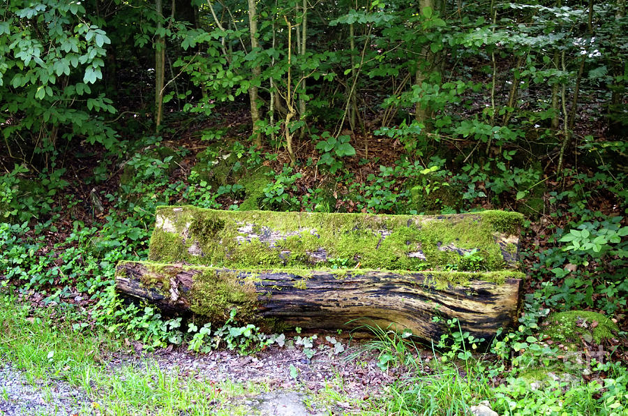 Wooden Bench Photograph by Michelle Meenawong