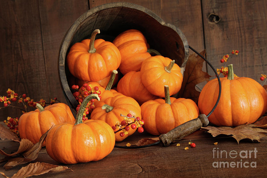 Fall Photograph - Wooden bucket filled with tiny pumpkins by Sandra Cunningham