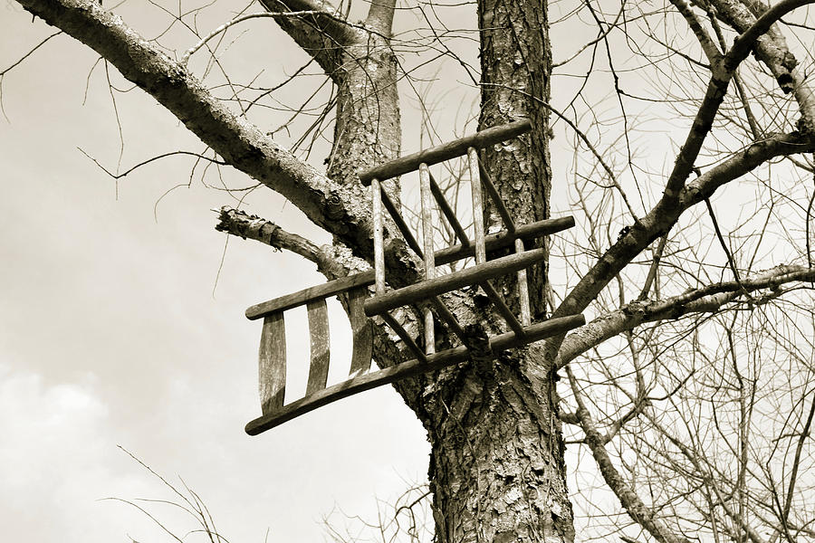 Wooden Chair in Tree Photograph by Selena Lorraine | Fine Art America