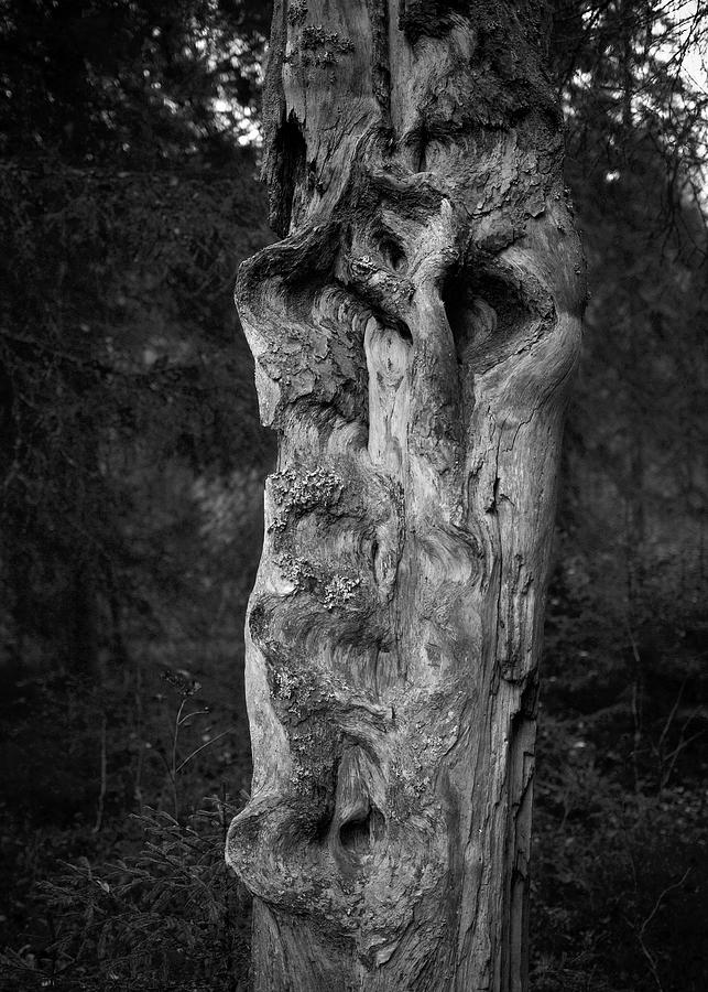 Nokia Photograph - Wooden face 2 by Jouko Lehto