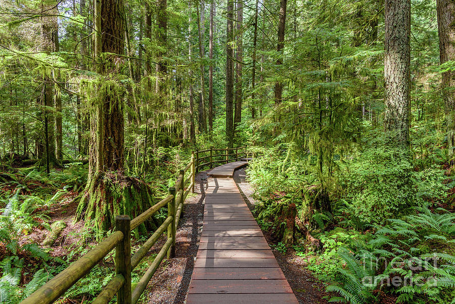 Hiking Trail Through the Forest In Lynn Canyon Park, North Vancouver ...