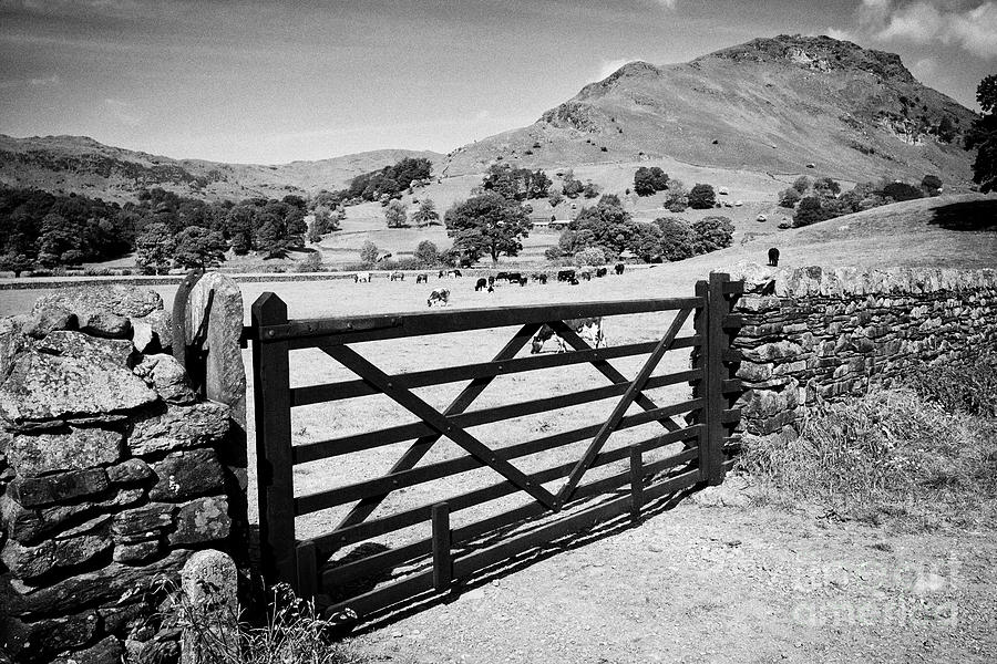 Cow Photograph - Wooden Gate In Dry Stone Wall With Cows In Fields And Hills Near Grasmere With Helm Crag On The Righ by Joe Fox