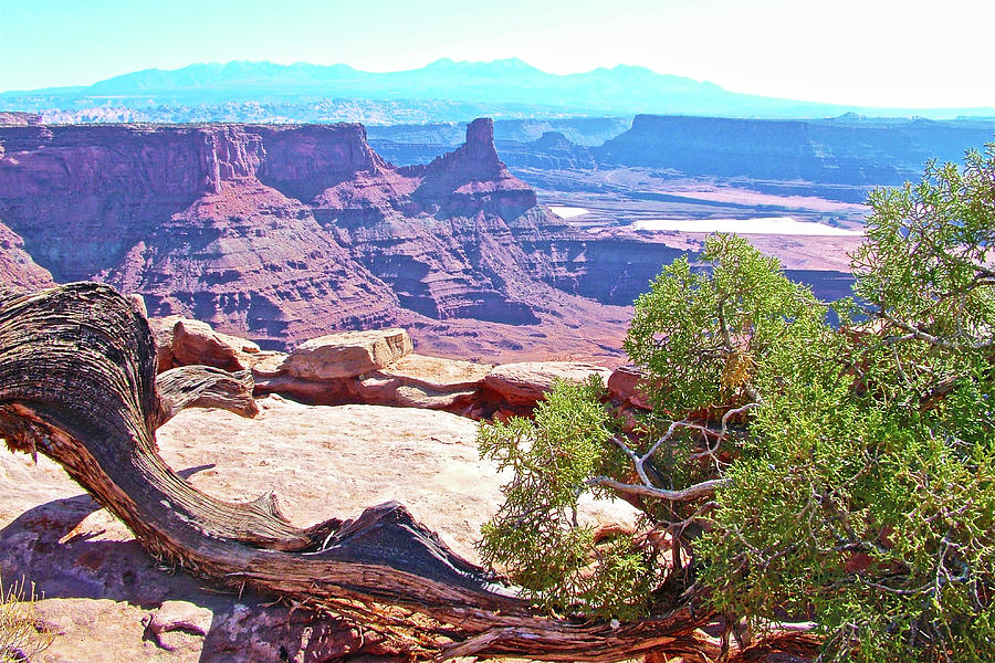 Wooden Limb  View of Dead Horse Point State Park, Utah  Photograph by Ruth Hager