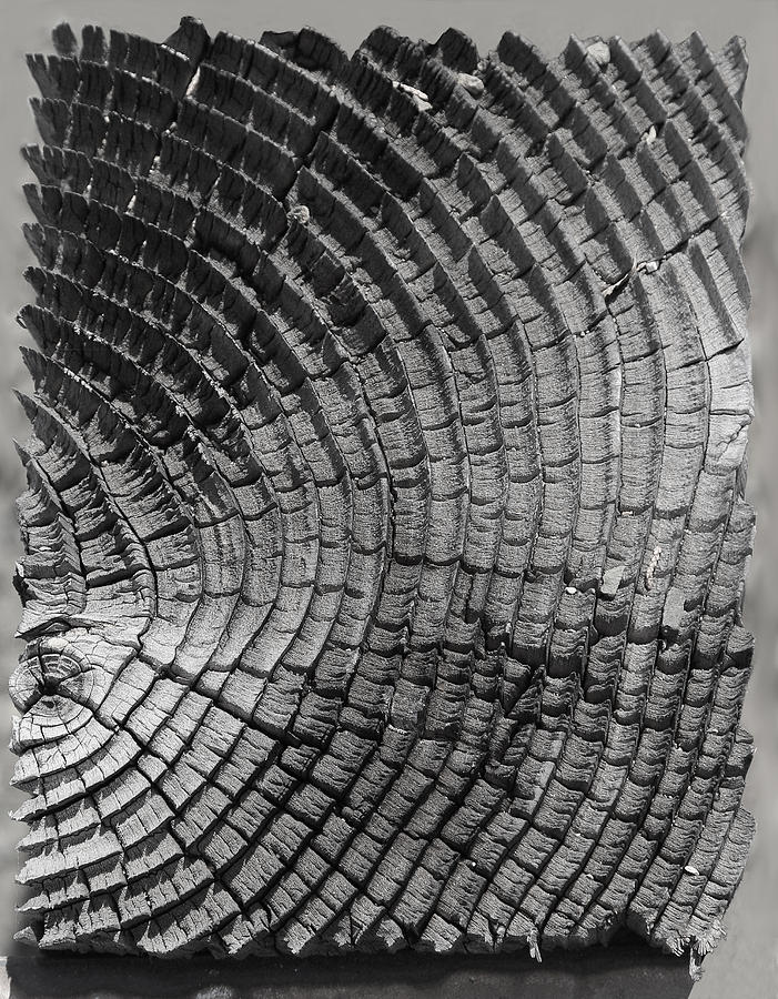 Wooden Log Photograph by Viktor Savchenko