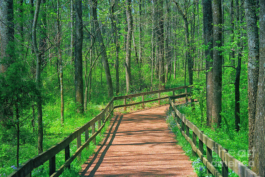 Wooden Path Photograph