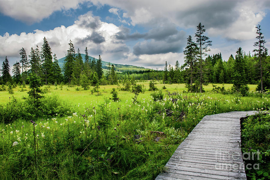 Wooden path through moor in Austria Photograph by Andreas Berthold