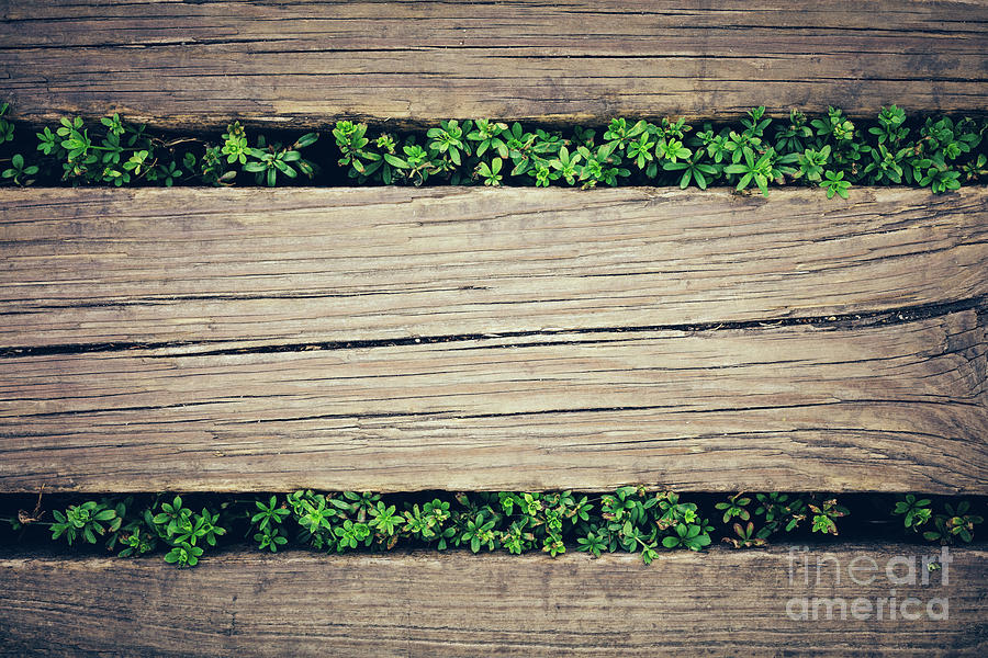 Wooden planks with plants peeking through. Photograph by Michal Bednarek