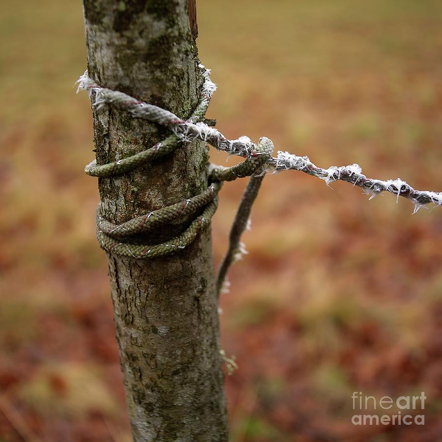 Nature Photograph - Wooden posts by Bernard Jaubert