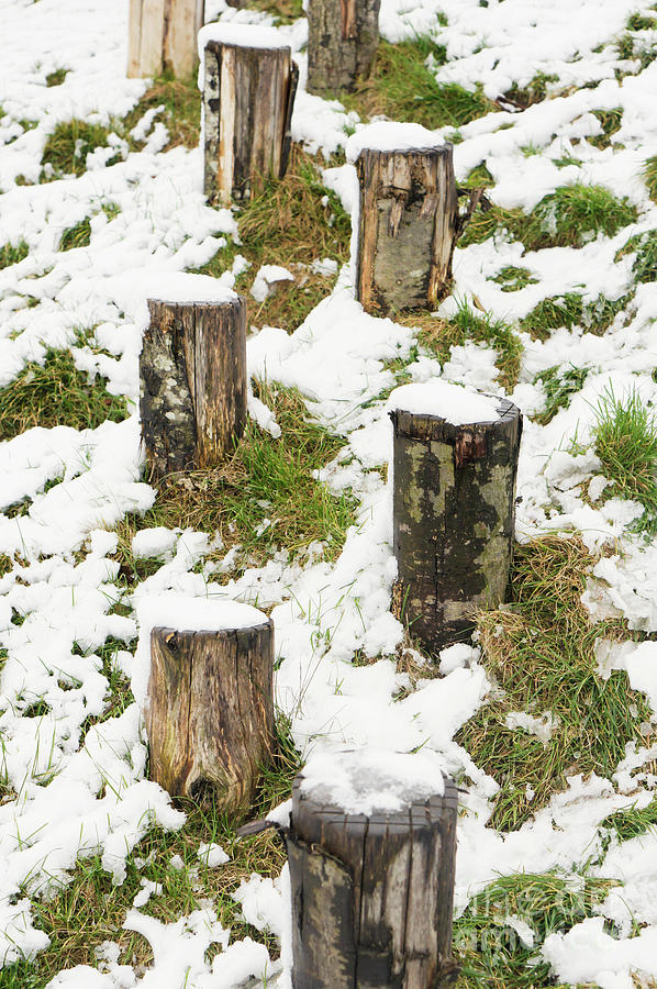 Abstract Photograph - Wooden posts in the snow by Tom Gowanlock