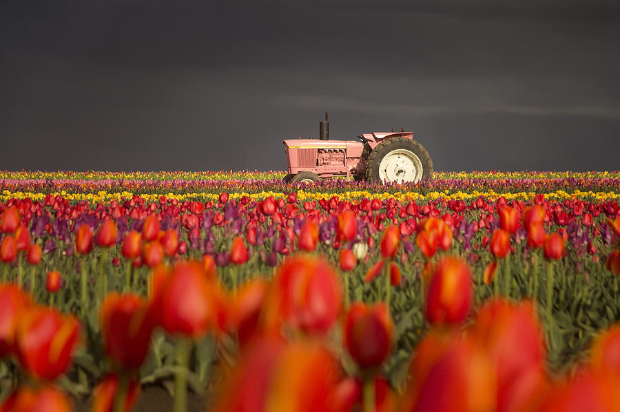 Wooden Shoe Tulip Farm Photograph by Alex Hagerty - Fine Art America