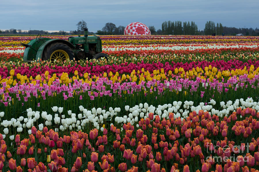 Wooden Shoe Tulip Farm Photograph by Kay Martin | Fine Art America