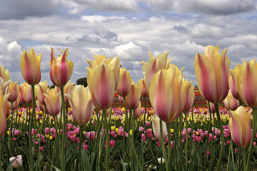 Wooden Shoe Tulip Fest Photograph by Wes and Dotty Weber