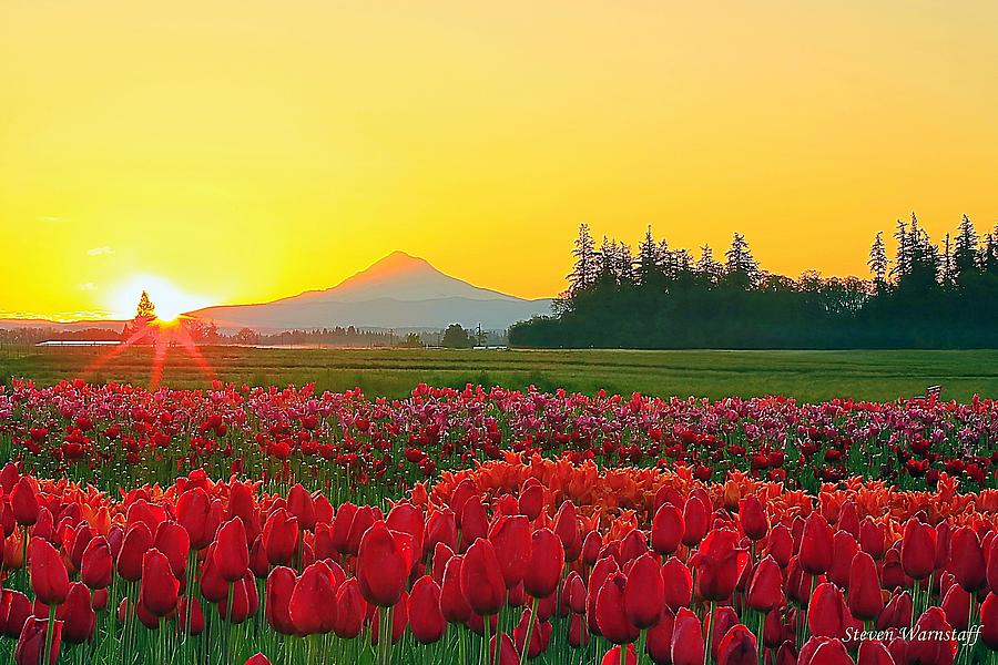 Wooden Shoe Tulip Fields Sunrise Photograph by Steve Warnstaff