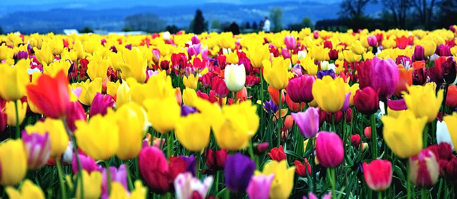Wooden Shoe Tulips 696 Photograph by Jerry Sodorff