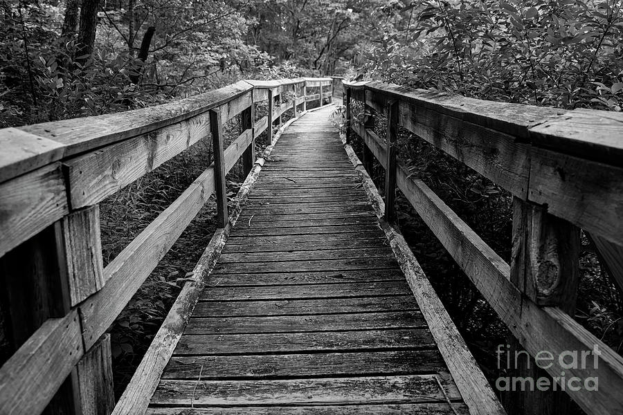 Wooden Walkway II Photograph by Dennis Hedberg