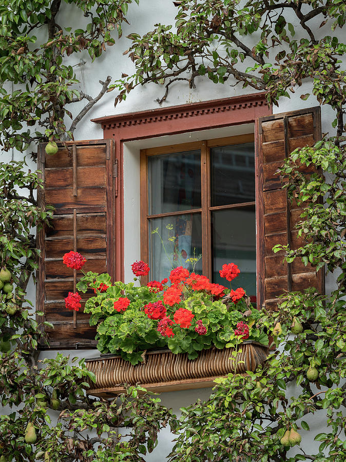 Wooden window with petunia and a pear tree in Hallstatt Photograph by ...