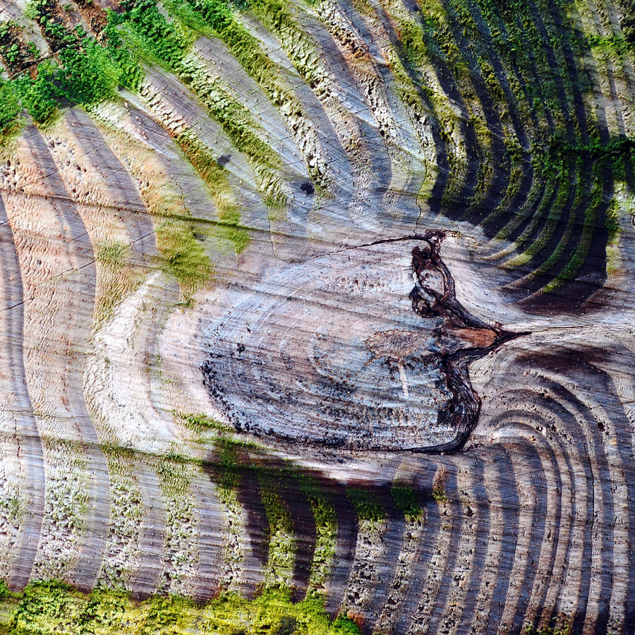 Woodgrain...crosscut Photograph by Tom Druin - Pixels