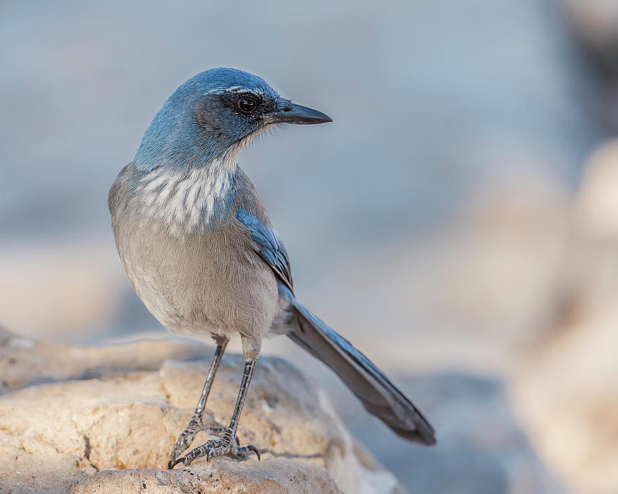Grand Canyon National Park Photograph - Woodhouses Scrub-Jay by Morris Finkelstein