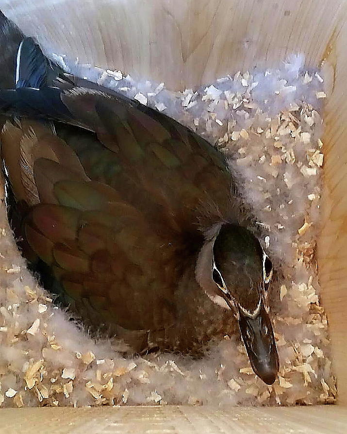 Woodie in the Nest Box Photograph by Arvin Miner