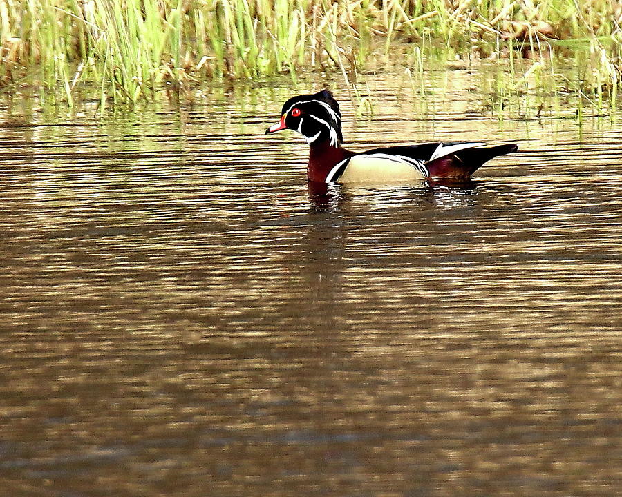 Woodie On Pond Photograph by Arvin Miner