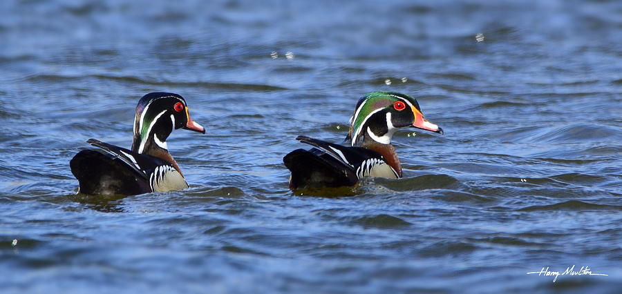 Woodies Photograph by Harry Moulton